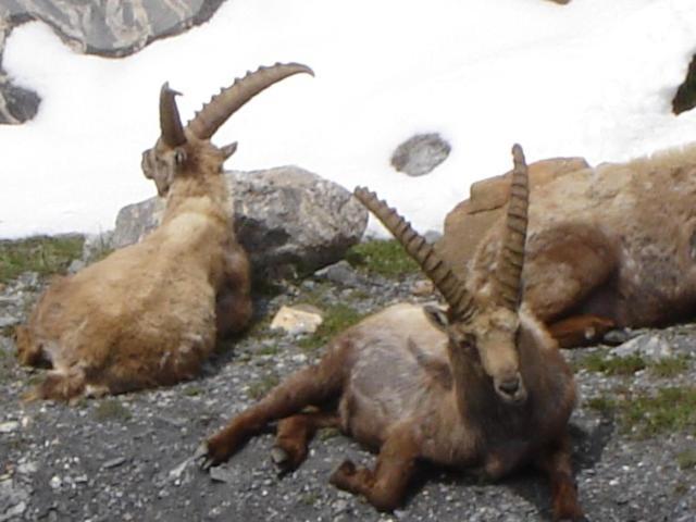 La Petite Etoile D'Hotes En Mercantour Saint-Dalmas-le-Selvage Zewnętrze zdjęcie